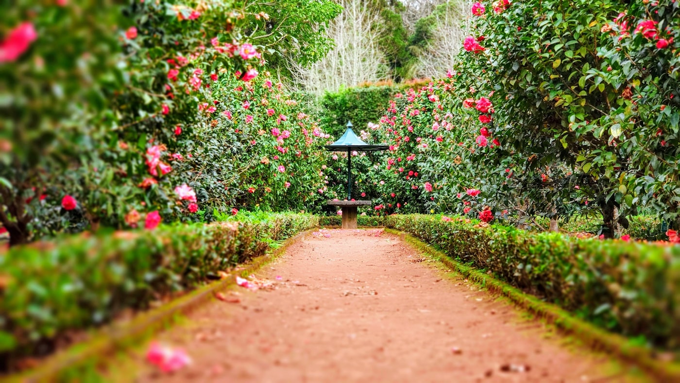 Aménagement paysager et allées plantées